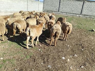 норка животное: Продаю | Овца (самка) | Для разведения | Матка — 5