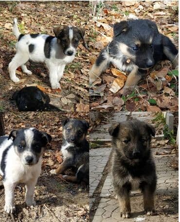 в какой приют можно отдать собаку: Щенки-метисы, помёт из нескольких малышей разной окраски. - Возраст — 4
