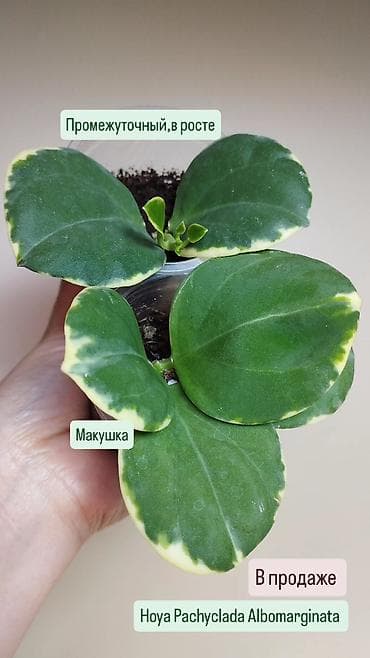 хойи: В продаже ❇️ Укоренённые Хойи, Ceropegia Woodii Variegata — 2