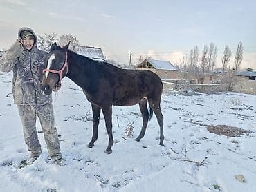 А/ч жаныбарларын сатам: Сатам | Байтал | Жумушка — 7