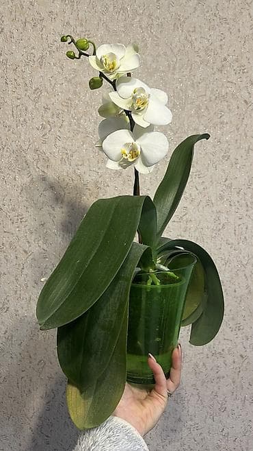 садовые цветы в бишкеке: 1 орхидея живая цветущая с двумя цветоносами . 1500 сом . 2Орхидея — 1