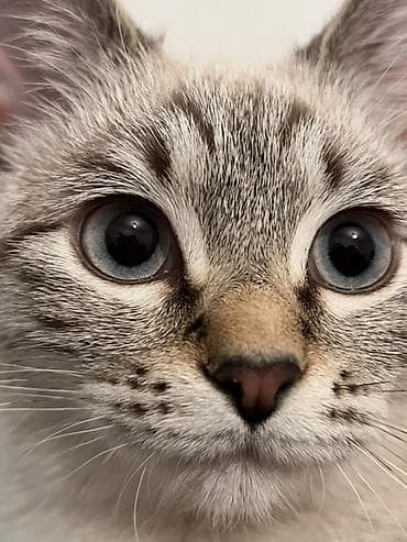 Услуги ветеринара: Питомец: кошка с выразительными голубыми глазами и — 5