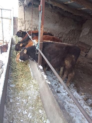 Продаю | Музоо, торпок | Полукровка | На откорм | Привязанные