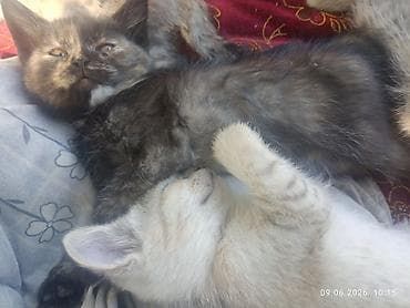 жалал абад кошка: Котята, помёт из нескольких малышей разной окраски. - Возраст на фото — 1