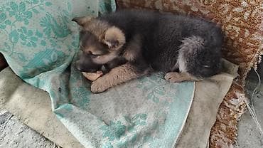 чистокровная немецкая овчарка: ЩЕНОК немецкой овчарки остался красавчик 1 мальчик скоро два — 4