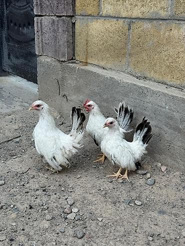 Аквариумдар: На продажу кур петух шабо карликовая порода — 1