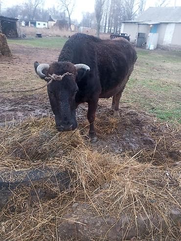 просто ат: Продаю | Корова (самка) | Для молока | Привязанные — 1