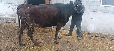 Иттер: Сатам | Уй (ургаачы) | Аргын | Сүт алуу үчүн | Байланган — 3