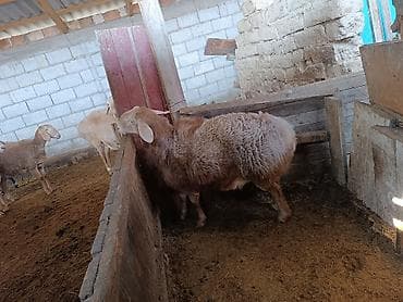 бройлер тушки: Продаю | Баран (самец) | Арашан | Для разведения | Осеменитель — 5