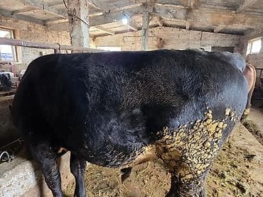 дойные коровы кара балта: Продаю | Бык (самец) | На откорм | Привязанные — 3