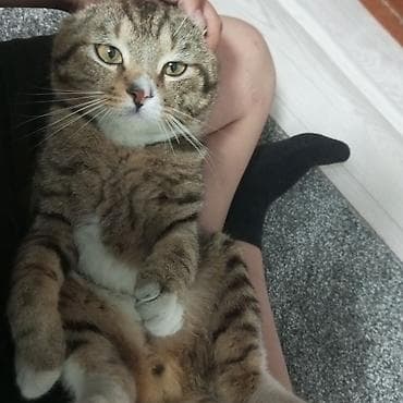 котята шотландцы: Скотиш Фолд (Шотландская вислоухая), 2 года, Мальчик — 2