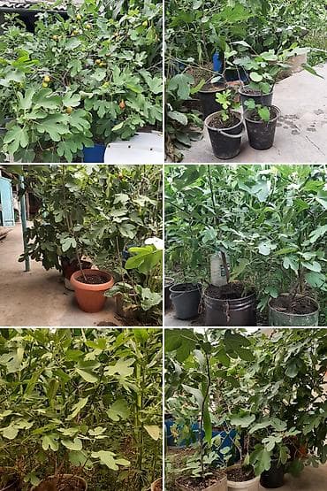 фикус треугольный: Инжир (фикус карика) в контейнерах — плодоносящие и молодые саженцы - — 1