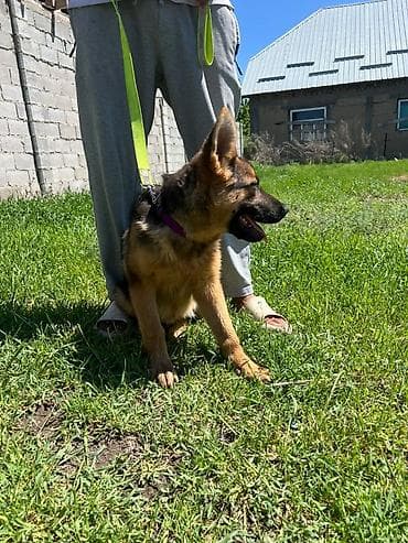 рыжие котята: Немецкая овчарка, 3 месяца, Самка, С прививкой, С родословной — 1