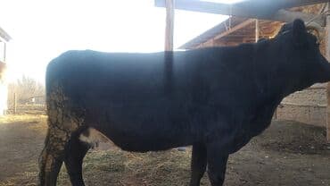 дойних коров: Продаю | Корова (самка) | Швицкая | Для молока | Стельные — 2