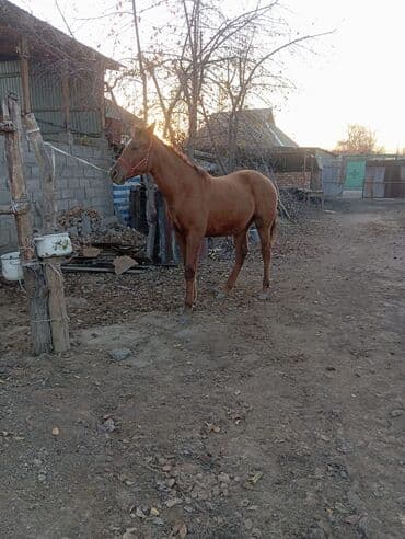 Продаю | Кобыла (самка) | Конный спорт — 4