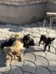 щенок собака: Пристраиваем щенков в хорошие добрые руки. Метис, короткошёрстный — 13