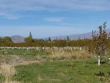 яблоневый сад: 4 соток, Для сельского хозяйства, Красная книга — 8