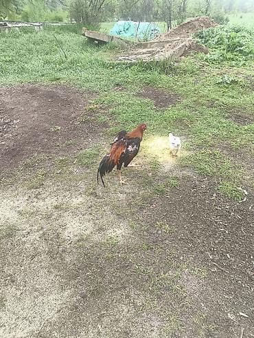 кормы для рыбы: Продаю | Петух | Бойцовая | Для разведения — 1