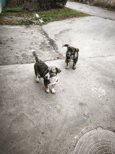 купить щенка кане корсо: Собака даром: Дворняжка, 3 месяца, Самец — 2