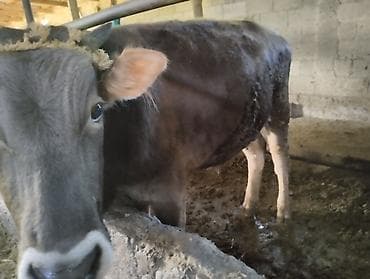 корова швец: Продаю | Корова (самка) | Для молока | Привязанные — 2