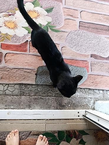 приюты для кошек: Кошка даром: Беспородная, Мальчик, Приучена к лотку — 3