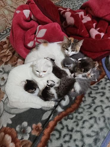 животные кошка: Котята вместе с мамами, 2 кошки молодые и 8 котят. - Помёт — 1