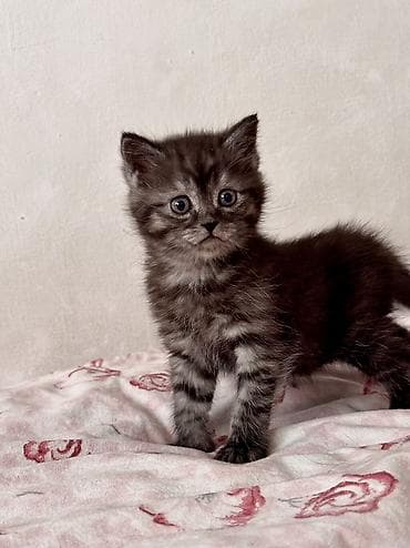 шотландская коричневая кошка: Скотиш Страйт (Шотландская прямоухая), 2 месяца, Мальчик, Шоколадный, Метис, Приучена к лотку, Проглистована — 4