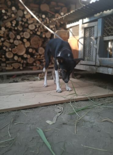 породистые щенки в дар: Отдам собачку в хорошим руки!4 месяца.Кушает всё! Гавкает не — 1