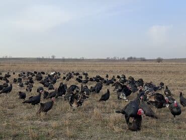 домик для кур: Продаю | Индюшка (самка), Индюшата | Черный принц, Северокавказская | На забой, Для разведения | Племенные — 14
