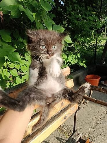 Животные: Котята, пушистые комочки радости. - Окрас: дымчатый серый, чёрный — 4