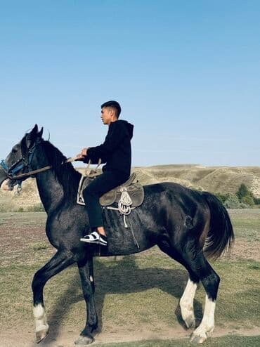 собака доберман сколько стоит: Продаю | Жеребец | Конный спорт — 7