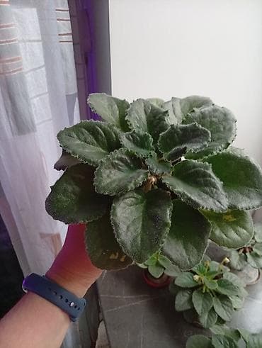 сиамскую кошку: Продаю фиалки есть детки — 9