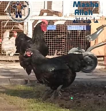 зайчик в клубнике: Джерсийский гигант жумурткага жана жөжөлөргө заказ алабыз — 2