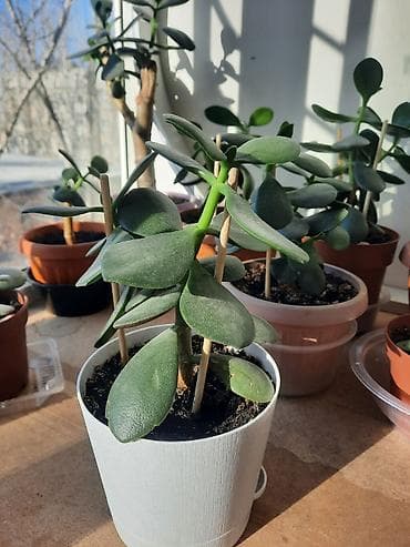 Уход и хранение одежды: Денежное дерево приносит благополучие в дом, где растет, хорошо — 3