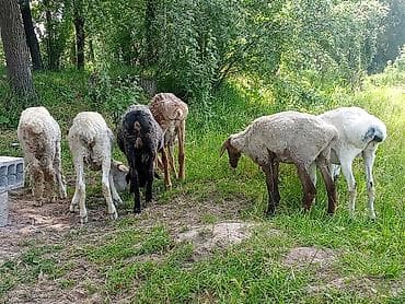 продаю курицу: Продаю | Ягненок | Для разведения — 2