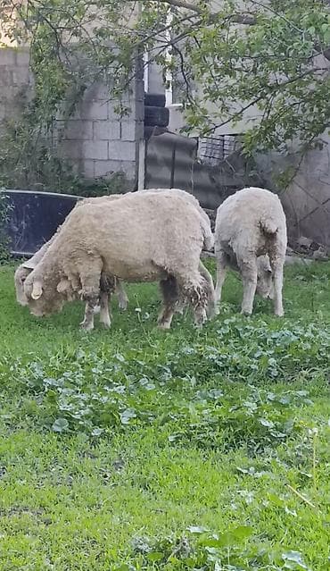 Үй жаныбарлары: Сатам | Ургаачы кой (ургаачы) | Көбөйтүү үчүн | Ургаачы — 2