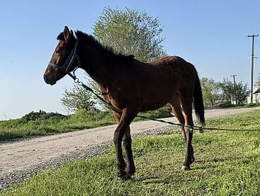 собака питбуль: Продаю | Жеребенок | Кара Жорго | Рабочий | Племенные — 3