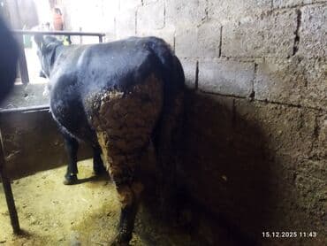 продаю дойная корова: Продаю | Корова (самка) — 2