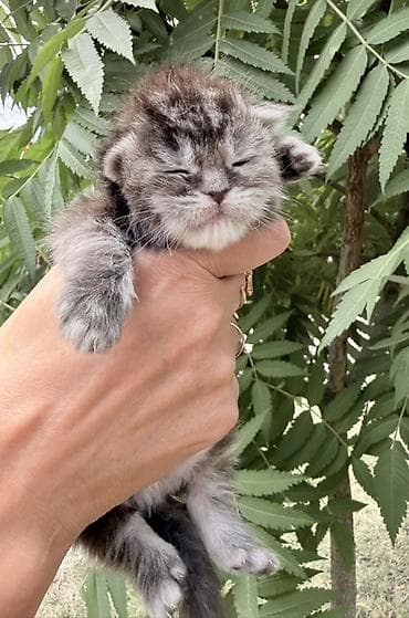 коротколапая кошка: Мейн-кун, 1 месяц, Мальчик, Кастрирована, Приучена к лотку, Проглистована — 7