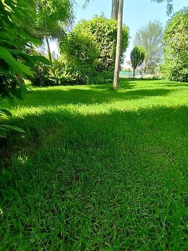 саженцы кочот: Газон сеем газон, Ландшафтные работы, газон для футбольного поля — 3