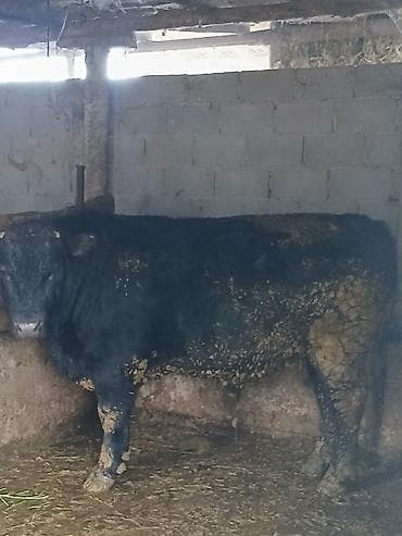 Продаю | Бык (самец) | Швицкая, Абердин-ангус | На откорм, На забой | Искусственник