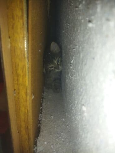 котики в оше: Мый мый 1,5айлык,тентек таза жуунуп турат жума сайын ким жакшы карайм — 10