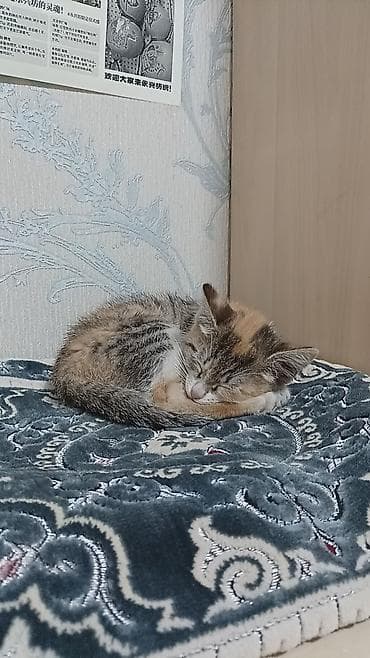 Беспородная, 2 месяца, Девочка, Черепаховый, Приучена к лотку