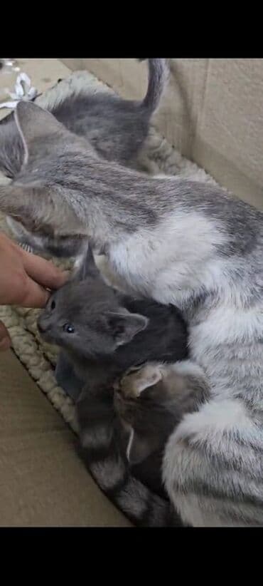 carters для мальчика: Бурманская, 2 месяца, Девочка, Серый, Проглистована — 1