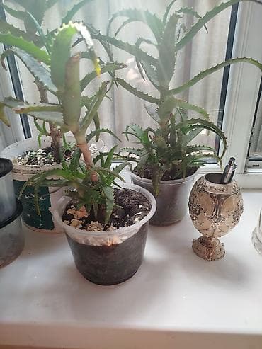 Алоэ 3 х летка (вероятно, алоэ аристата/гибрид). - Комнатные — 1