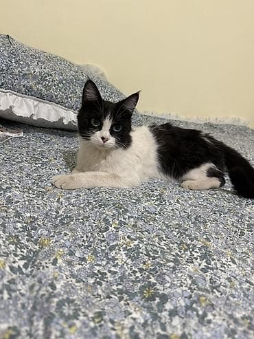 где купить кошку в бишкеке: 1 год, Девочка — 6