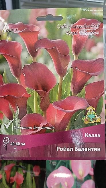 Хоста — набор сортов (по 1 шт. в упаковке) Доступные сорта по — 9