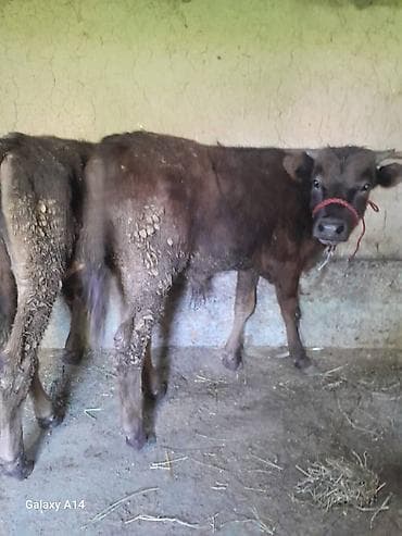 пол для скота: Продаю | Музоо, торпок | На откорм | Привязанные — 5