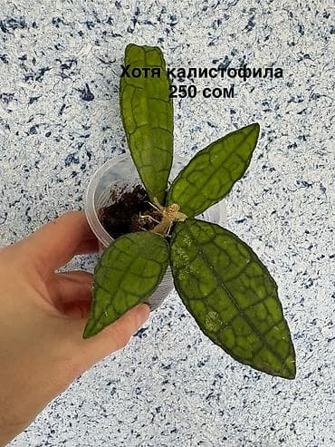 Комнатные растения: Комнатные растения в горшках: 1) Сциндапсус pictus Trebie — лиана с — 6