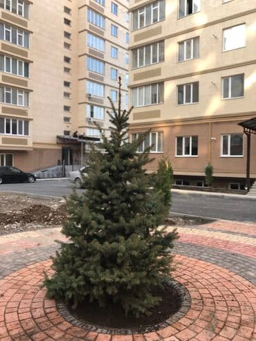 автоматический секатор для обрезки деревьев: Продаются голубые ели, туи, сосны Доставка по всей стране Размеры от — 3